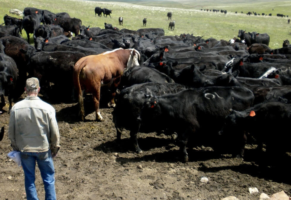 Alan Ritch – Cowboy Hero