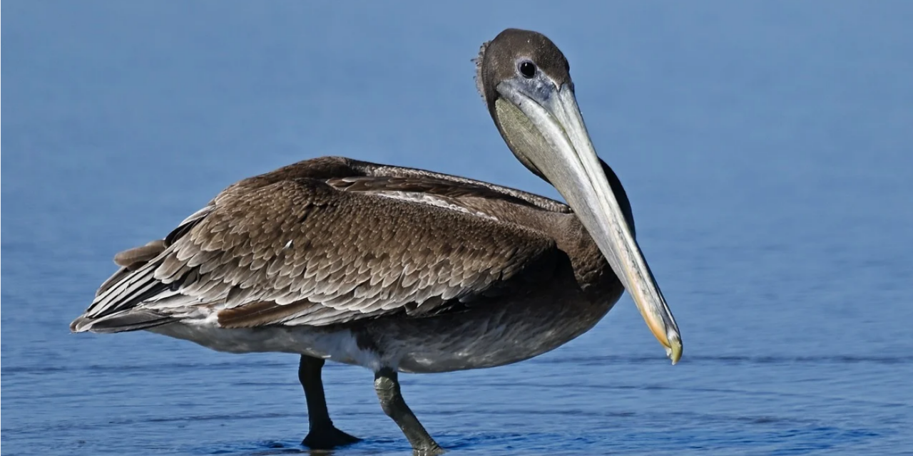 How to Save a Pelican