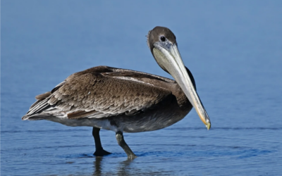 How to Save a Pelican