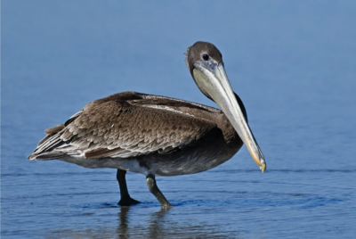 How to Save a Pelican