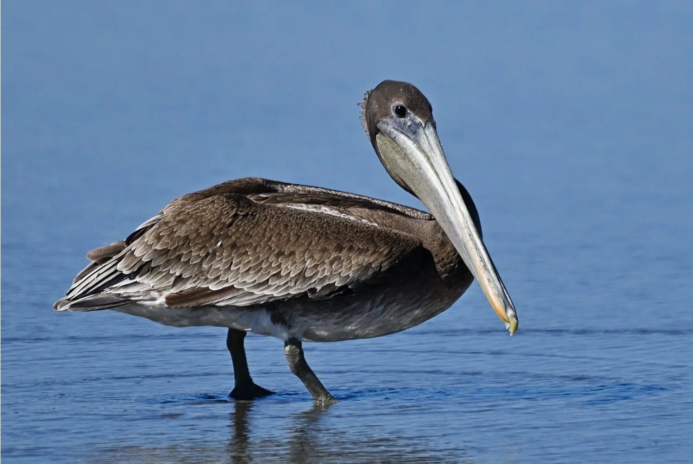 Image for display with article titled How to Save a Pelican