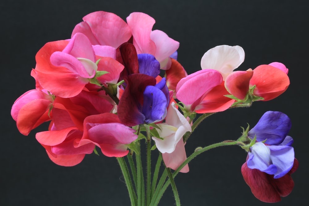 Image for display with article titled Bahia Brunelle – Sweet Peas