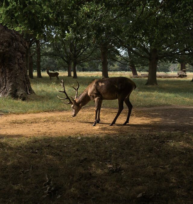 Amy McElroy- Clearing