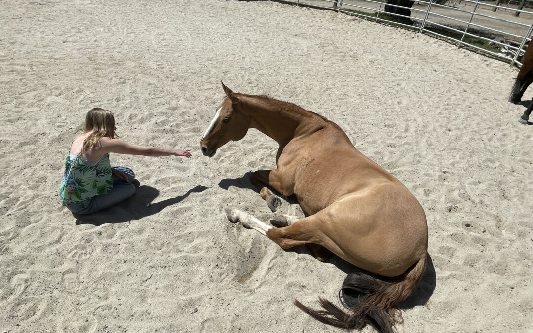 ExploringMontereyBay: Kristin Praly – Horse Sense Education