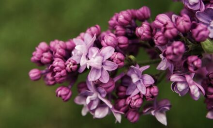 FirstPersonSingular: Sally Grey – Lilacs