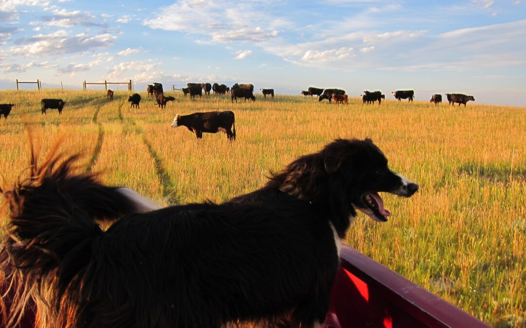 FirstPersonSingular: Alan Ritch – Montana Wildfire