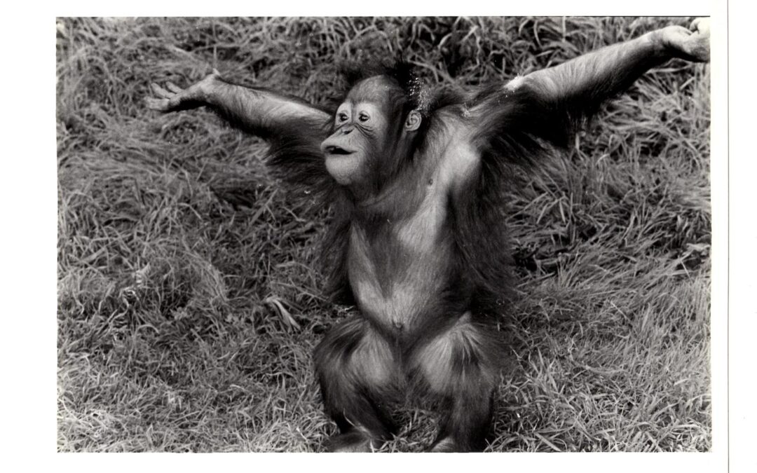 FirstPersonSingular: Steve Nagle – Ollie2