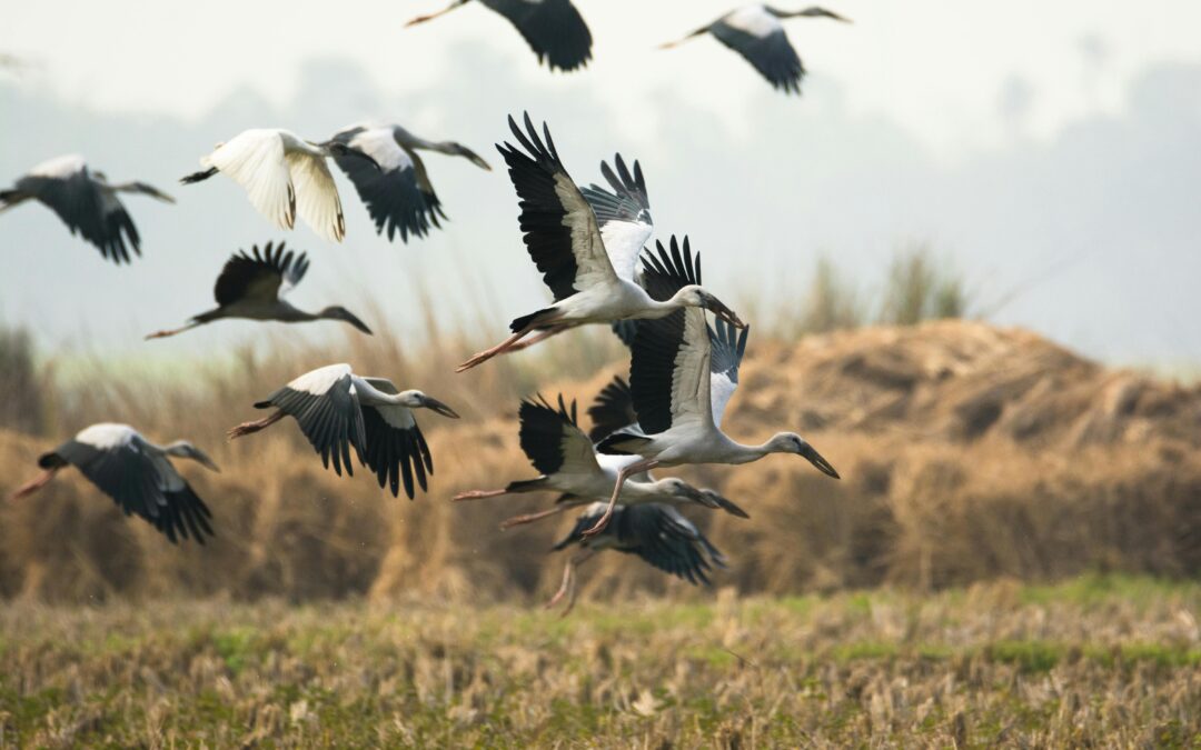 FirstPersonSingular: Laurie Corn – The Stork