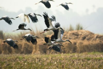 FirstPersonSingular: Laurie Corn - The Stork