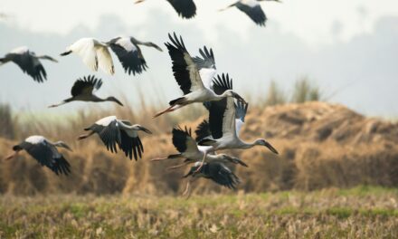 FirstPersonSingular: Laurie Corn – The Stork