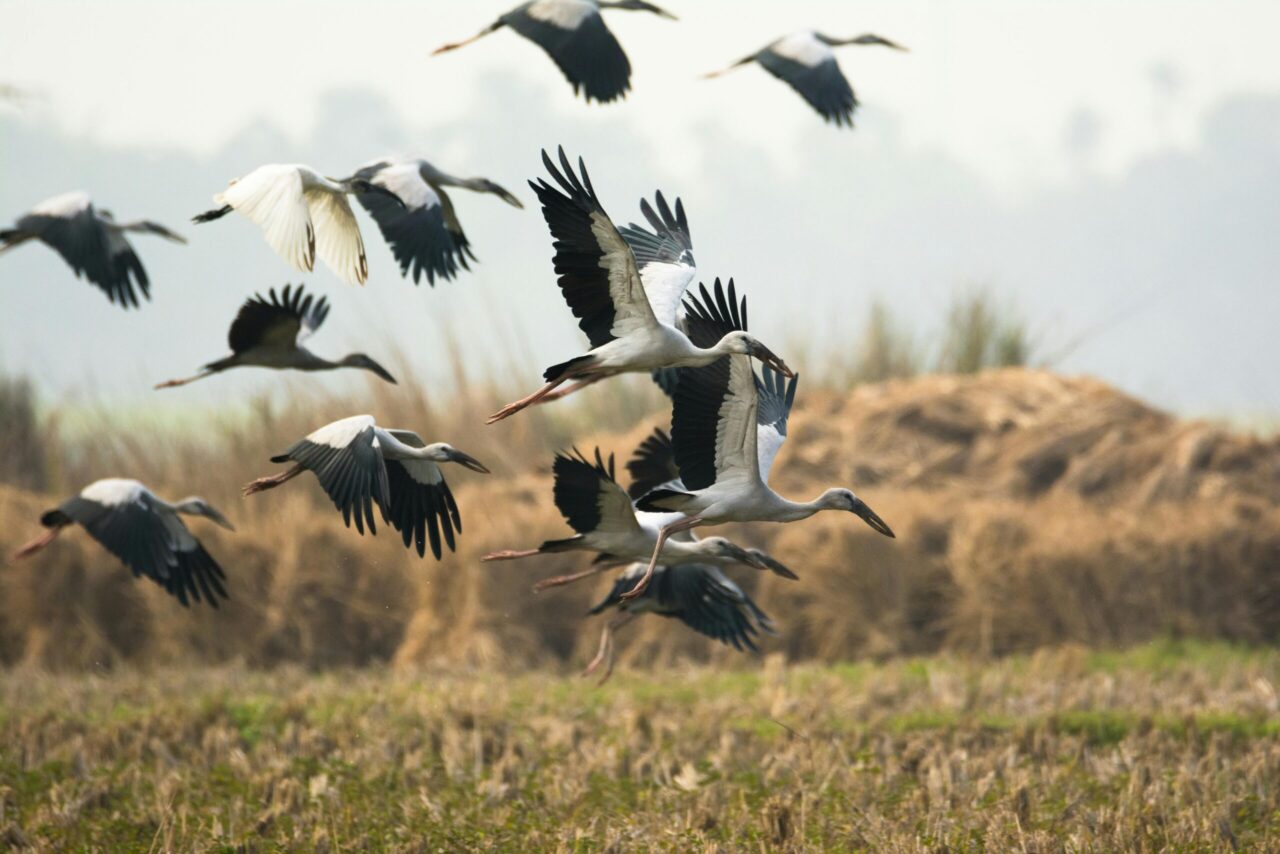 Image for display with article titled FirstPersonSingular: Laurie Corn – The Stork