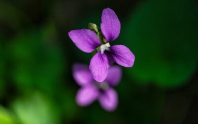 FirstPersonSingular: Jeri Bodemar – Wild Violets