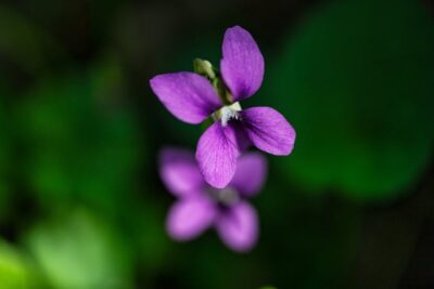 FirstPersonSingular: Jeri Bodemar - Wild Violets