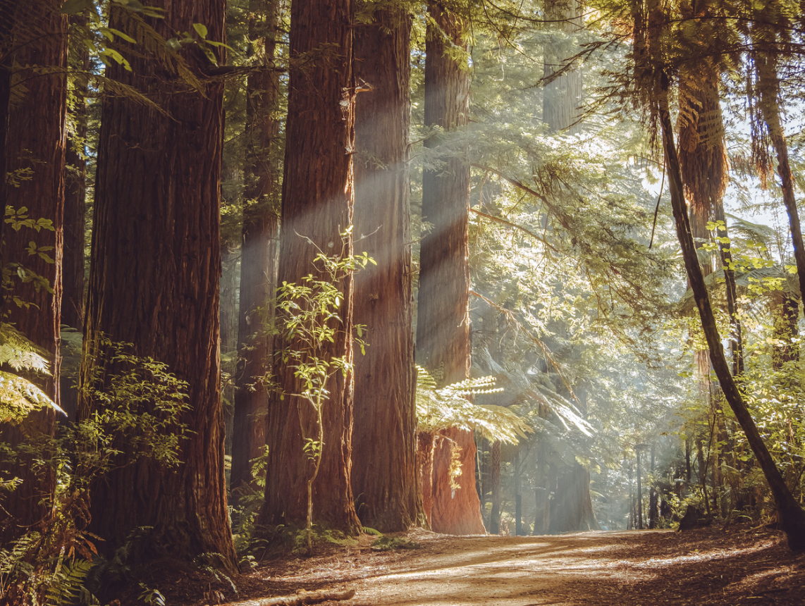 Image for display with article titled Connect With Nature With the Mountain Parks Foundation