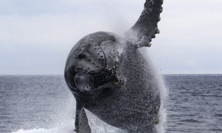 Wild Monterey Bay: Jodi Frediani and Lisa Uttal on New Book