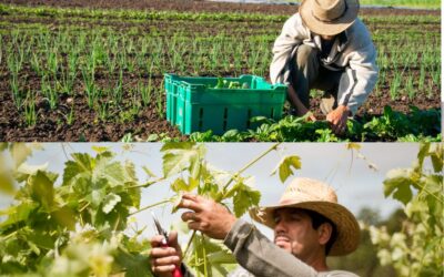 Pastures of Plenty: A History of California Farmworkers