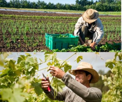 Pastures of Plenty: A History of California Farmworkers