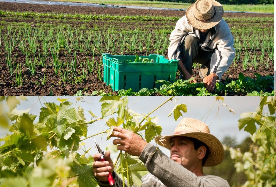 Pastures of Plenty: A History of California Farmworkers