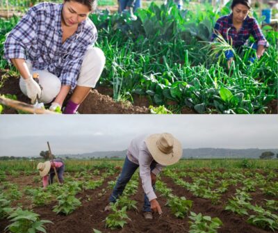 Local Farm Worker Advocates Respond to Deportation Threat