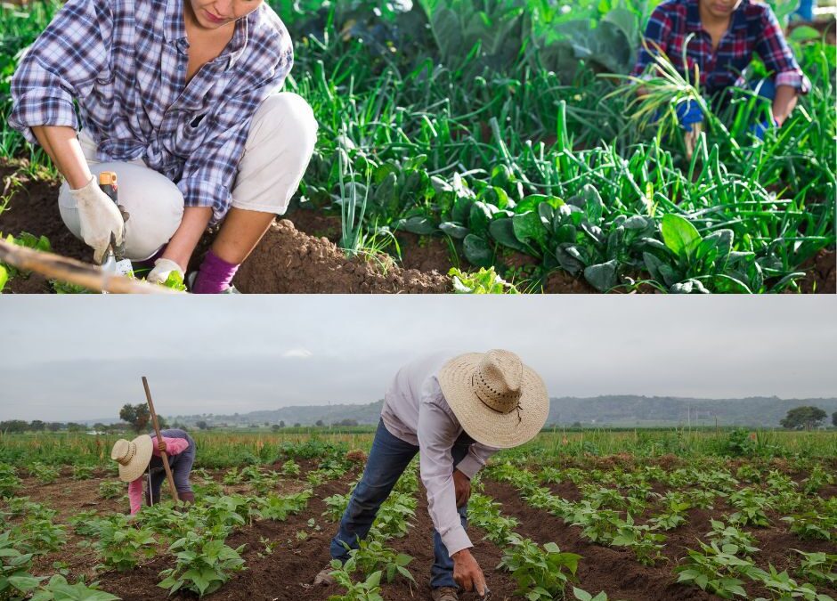 Local Farm Worker Advocates Respond to Deportation Threat