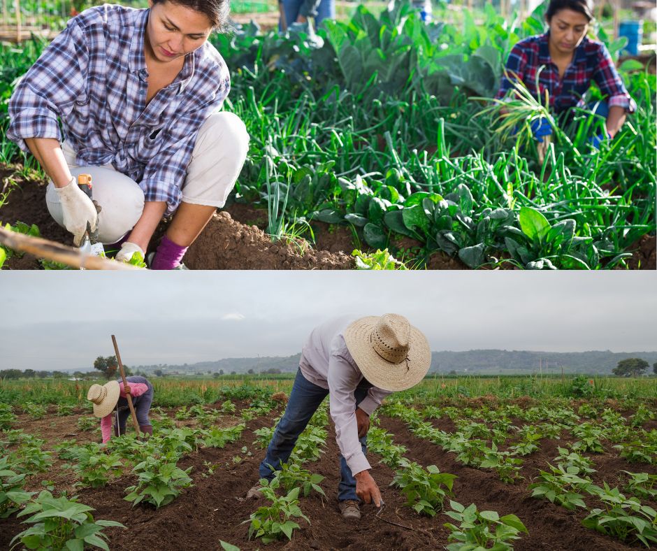 Image for display with article titled Local Farm Worker Advocates Respond to Deportation Threat