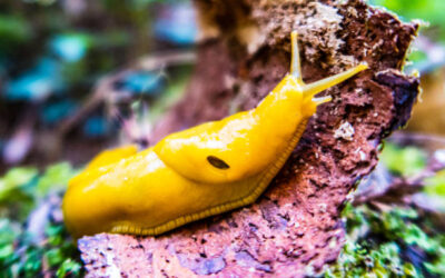 FirstpersonSingular: Bahia Brunelle – Banana Slugs