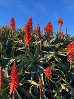 FirstPersonSingular: Bahia Brunelle - Aloe Vera