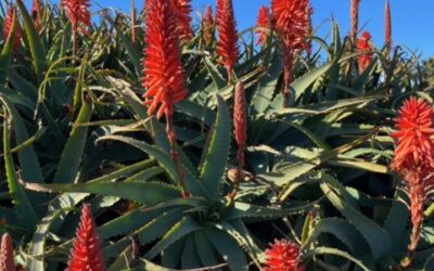 FirstPersonSingular: Bahia Brunelle – Aloe Vera