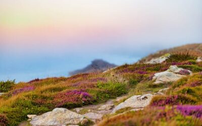 FirstPersonSingular: Sigrid McLaughlin – Two Erikas