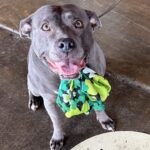 FirstPersonSingular: Nancie Newby - Pitbull