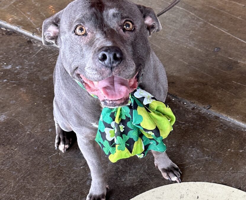 FirstPersonSingular: Nancie Newby – Pitbull