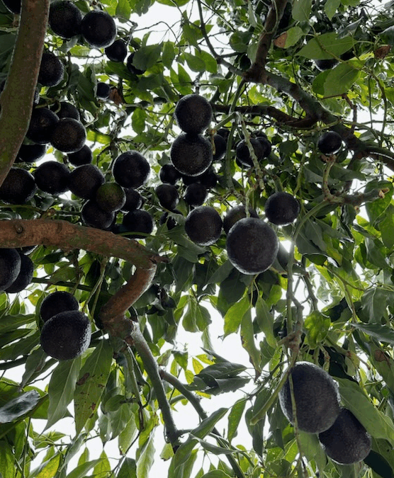 Growing Avocados on California’s Central Coast