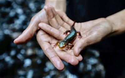 FirstPersonSingular: Bahia Brunelle – Secretive Salamander