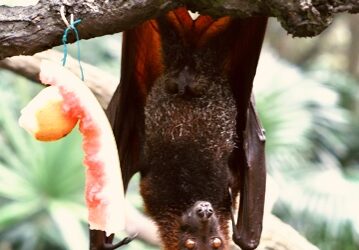 FirstPersonSingular: Bahia Brunelle – Upside Down Bats