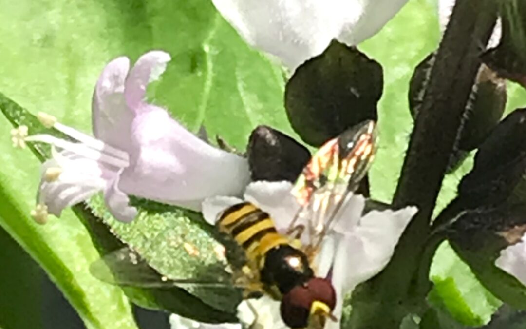 Let’s Talk Mean About Pests This Saturday