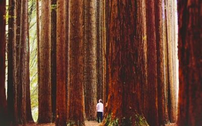 FirstPersonSingular: Bahia Brunelle – Resilient Redwoods