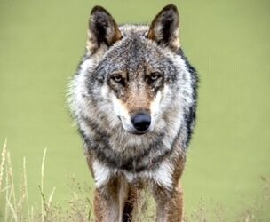 FirstPersonSingular: Bahia Brunelle – Grey Wolves