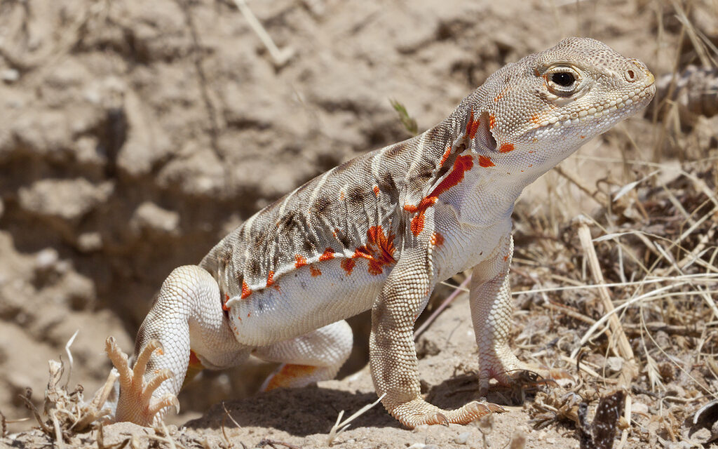 Sustainability Now! Sunday, August 31st: Save the Valley Dragons!  Restoring the Blunt-Notes Leopard Lizard to the San Joaquin Desert with Dr. Michael Telemeco and Dr. Michael Westphal