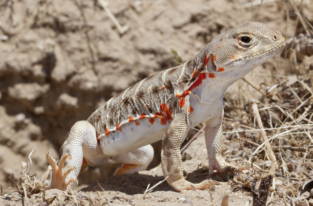 Sustainability Now! Sunday, August 31st: Save the Valley Dragons!  Restoring the Blunt-Notes Leopard Lizard to the San Joaquin Desert with Dr. Michael Telemeco and Dr. Michael Westphal
