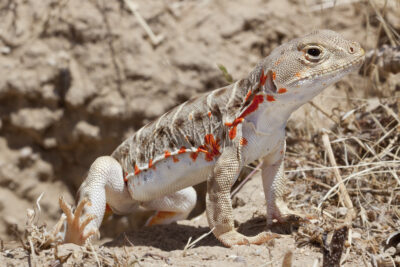 Sustainability Now! Sunday, August 31st: Save the Valley Dragons!  Restoring the Blunt-Notes Leopard Lizard to the San Joaquin Desert with Dr. Michael Telemeco and Dr. Michael Westphal