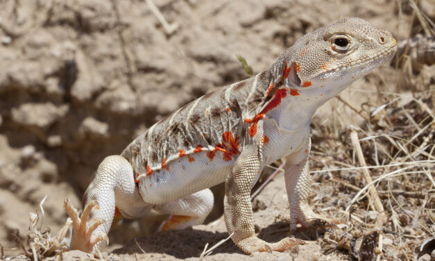 Sustainability Now! Sunday, August 31st: Save the Valley Dragons!  Restoring the Blunt-Notes Leopard Lizard to the San Joaquin Desert with Dr. Michael Telemeco and Dr. Michael Westphal