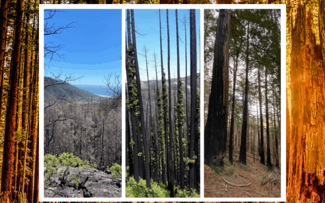 CZU 5th Anniversary: Remembrance and Renewal at Big Basin Redwoods State Park