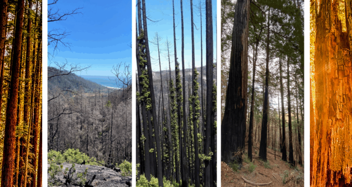 CZU 5th Anniversary: Remembrance and Renewal at Big Basin Redwoods State Park