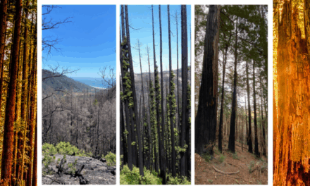 CZU 5th Anniversary: Remembrance and Renewal at Big Basin Redwoods State Park