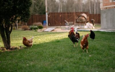 FirstPersonSingular: Sally Munroe – Chickens