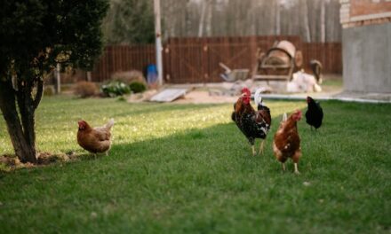 FirstPersonSingular: Sally Munroe – Chickens