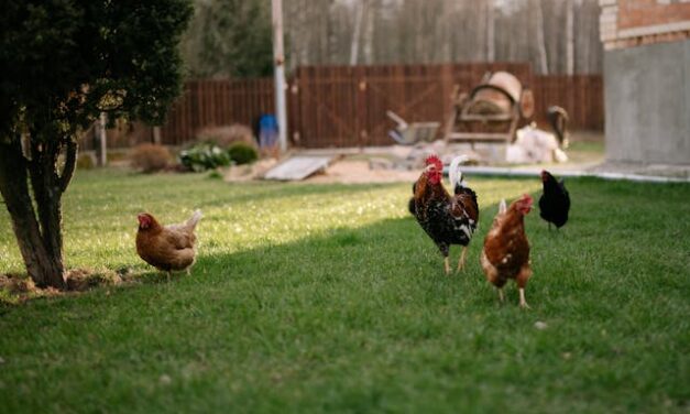 FirstPersonSingular: Sally Munroe – Chickens