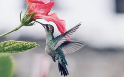 FirstPersonSingular: Bahia Brunelle – Wings That Hum