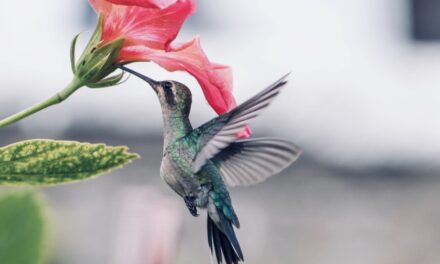 FirstPersonSingular: Bahia Brunelle – Wings That Hum