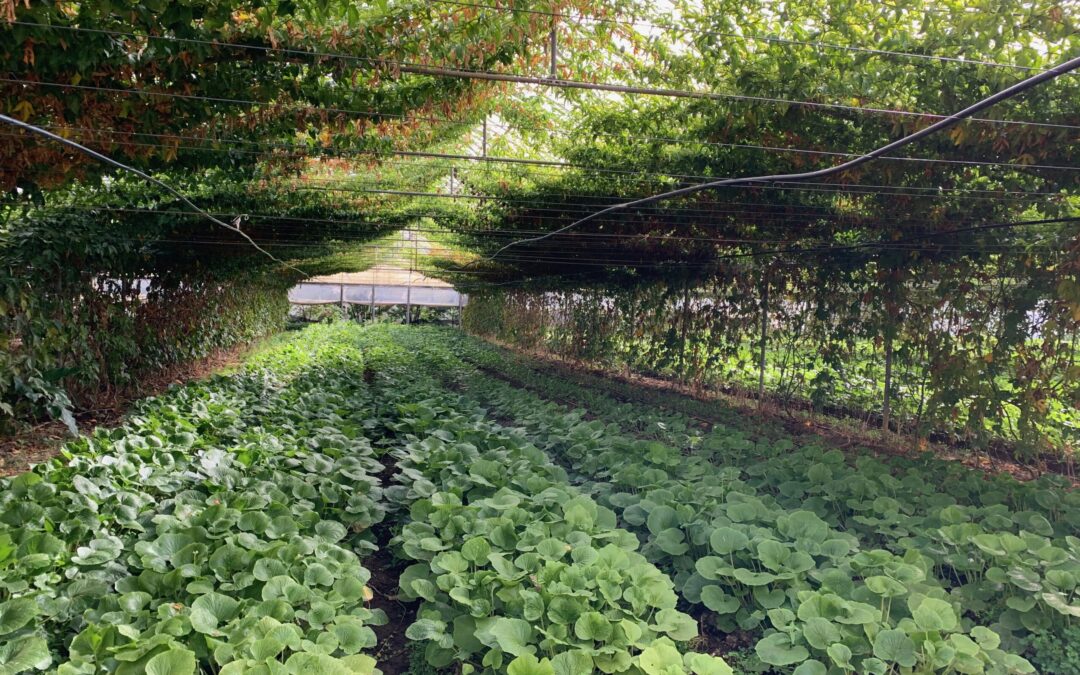 Watsonville’s Whiskey Hill Farm Explored